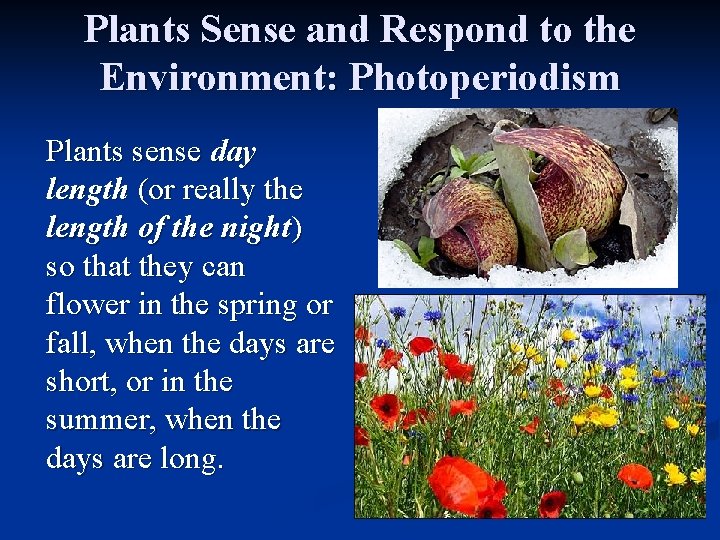 Plants Sense and Respond to the Environment: Photoperiodism Plants sense day length (or really