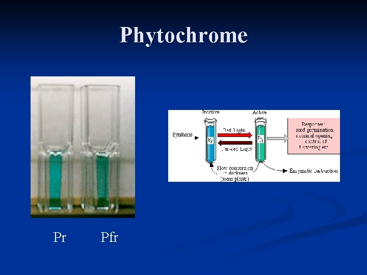 Phytochrome Pr Pfr 