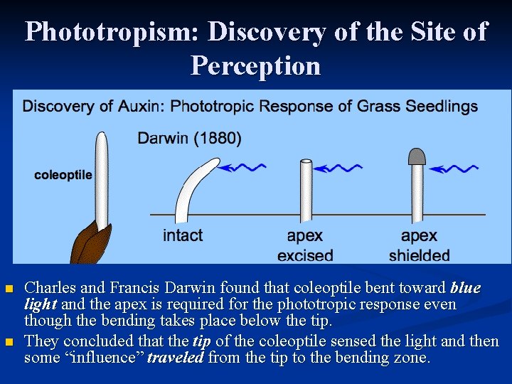 Phototropism: Discovery of the Site of Perception n n Charles and Francis Darwin found