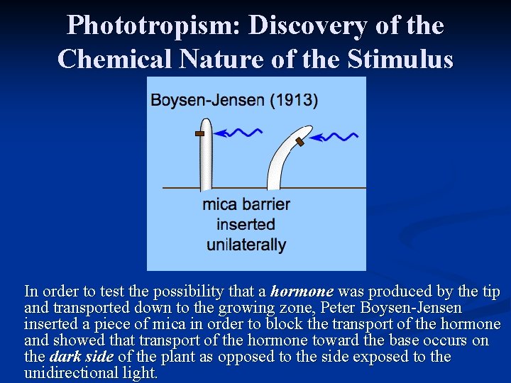 Phototropism: Discovery of the Chemical Nature of the Stimulus In order to test the