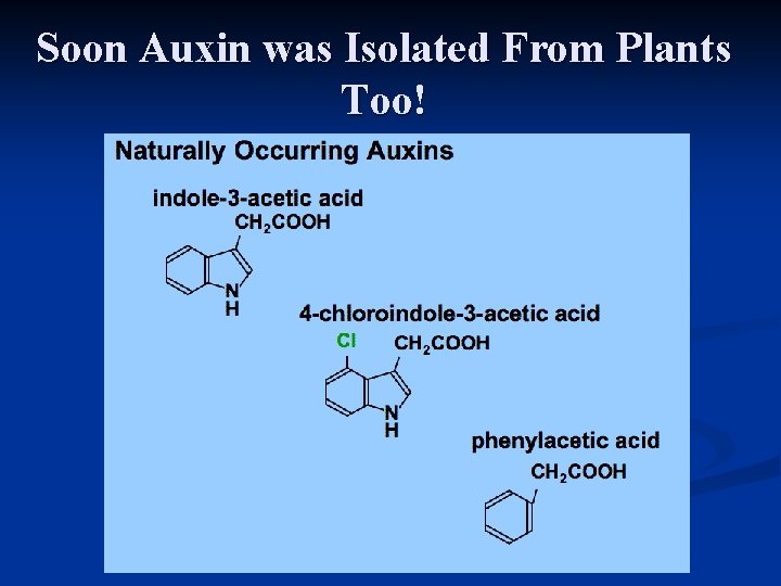 Soon Auxin was Isolated From Plants Too! 