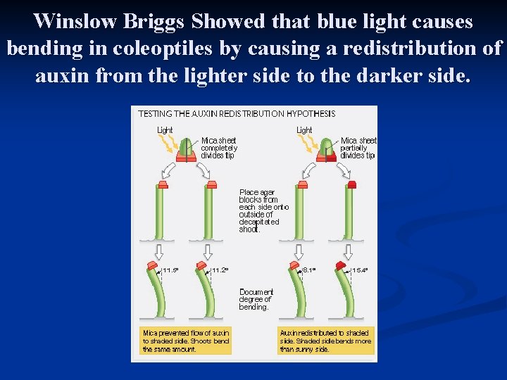 Winslow Briggs Showed that blue light causes bending in coleoptiles by causing a redistribution