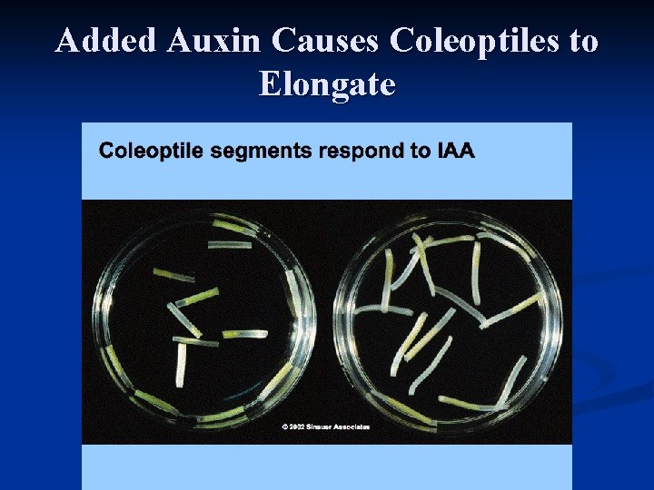 Added Auxin Causes Coleoptiles to Elongate 