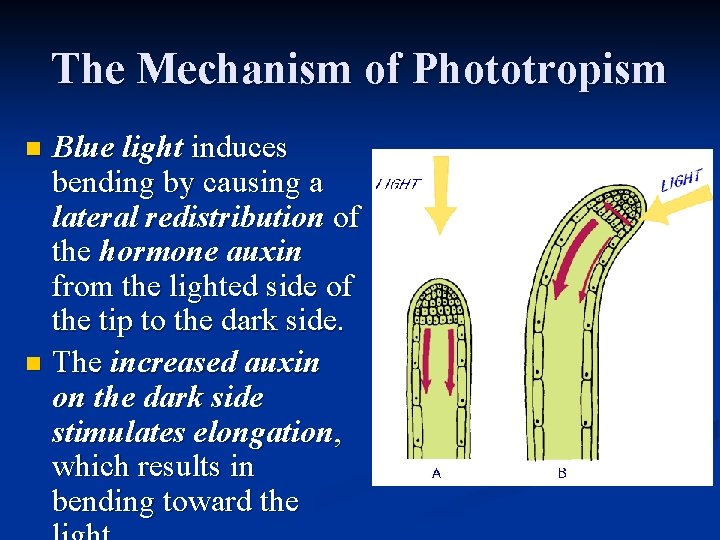 The Mechanism of Phototropism Blue light induces bending by causing a lateral redistribution of