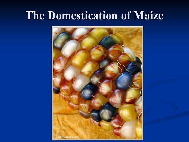 The Domestication of Maize 