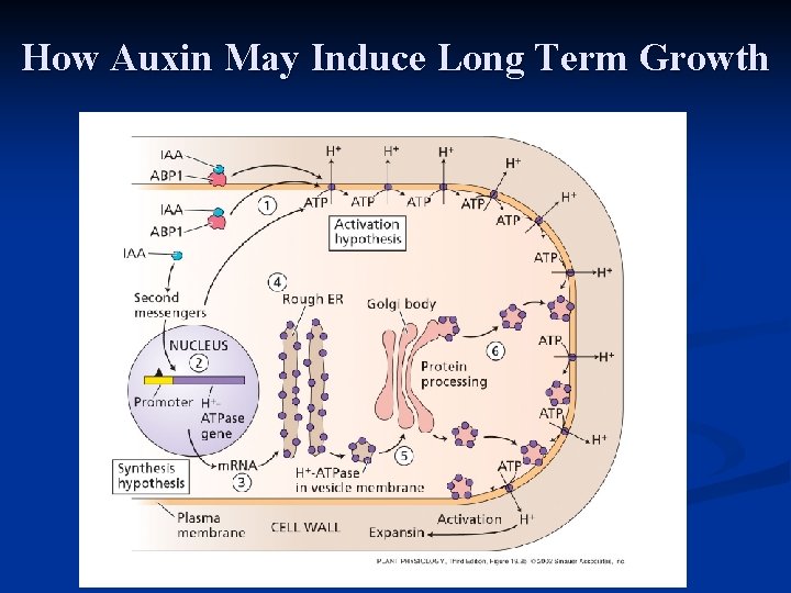 How Auxin May Induce Long Term Growth 