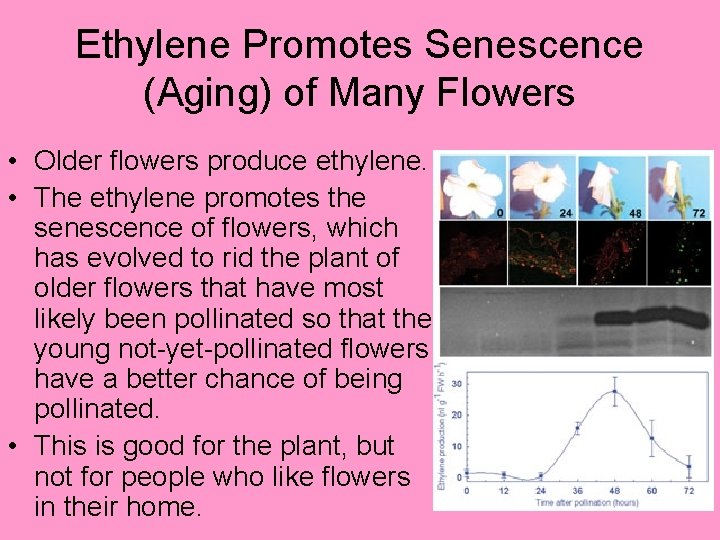 Ethylene Promotes Senescence (Aging) of Many Flowers • Older flowers produce ethylene. • The