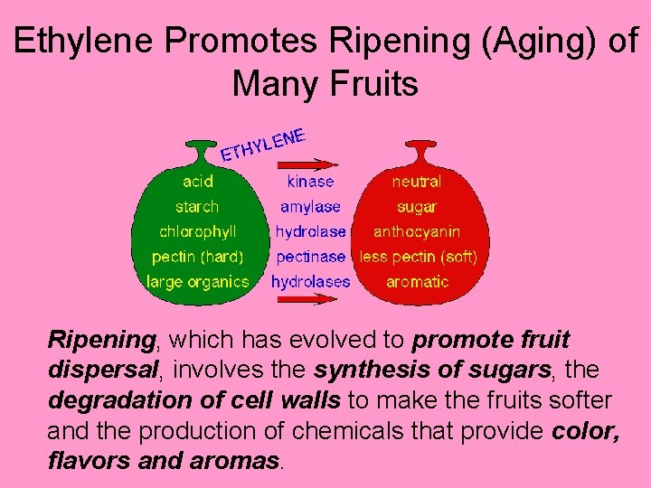 Ethylene Promotes Ripening (Aging) of Many Fruits Ripening, which has evolved to promote fruit
