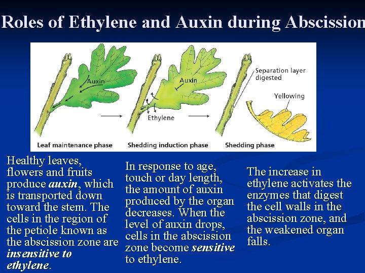 Roles of Ethylene and Auxin during Abscission Healthy leaves, flowers and fruits produce auxin,