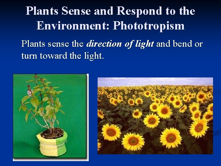 Plants Sense and Respond to the Environment: Phototropism Plants sense the direction of light