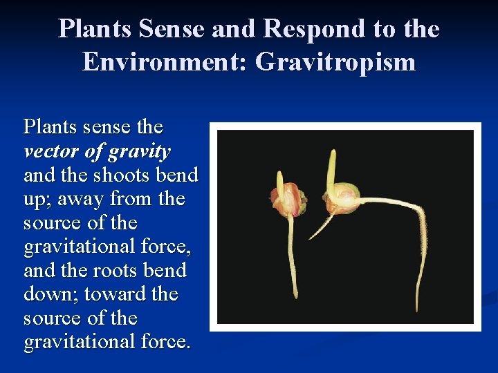 Plants Sense and Respond to the Environment: Gravitropism Plants sense the vector of gravity