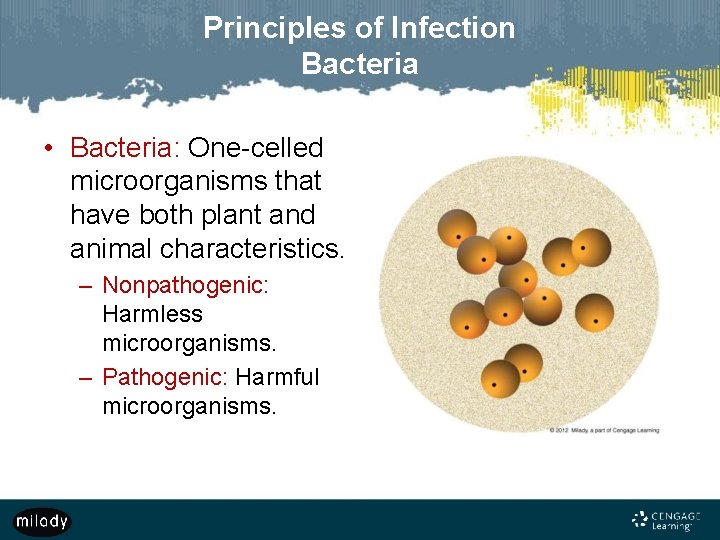 Principles of Infection Bacteria • Bacteria: One-celled microorganisms that have both plant and animal
