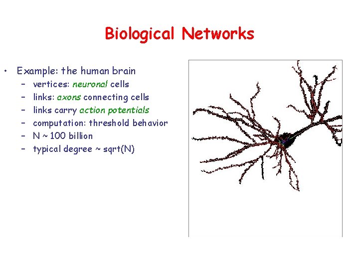 Biological Networks • Example: the human brain – – – vertices: neuronal cells links: