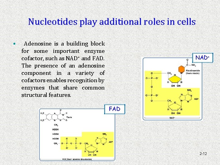 Nucleotides play additional roles in cells • Adenosine is a building block for some