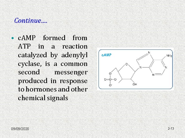 Continue…. • c. AMP formed from ATP in a reaction catalyzed by adenylyl cyclase,