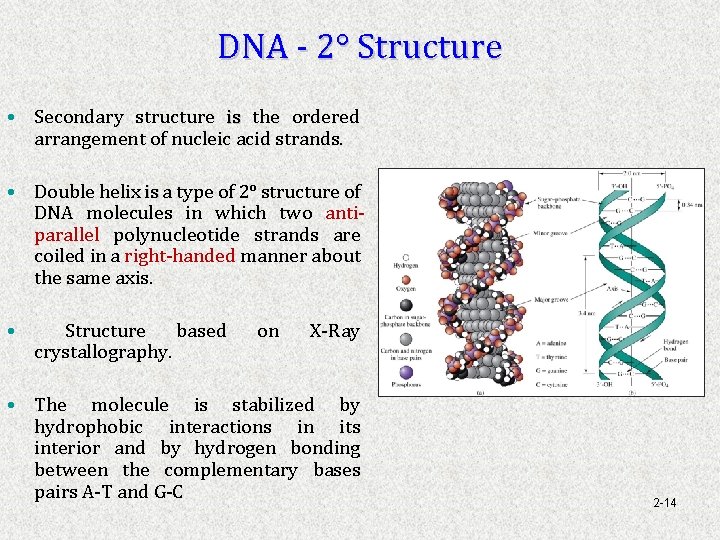 DNA - 2° Structure • Secondary structure is is the ordered arrangement of nucleic