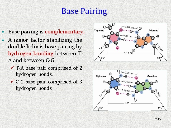 Base Pairing • Base pairing is complementary. • A major factor stabilizing the double