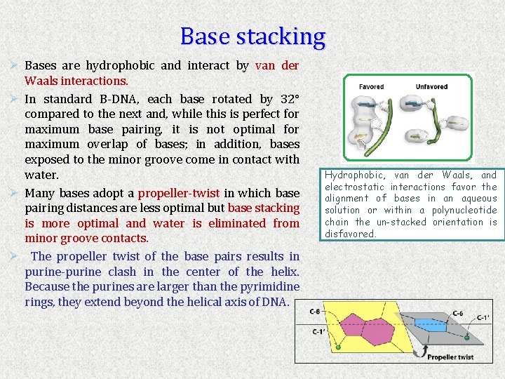 Base stacking Ø Bases are hydrophobic and interact by van der Waals interactions. Ø
