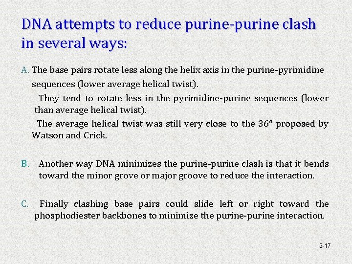 DNA attempts to reduce purine-purine clash in several ways: A. The base pairs rotate