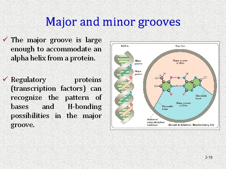 Major and minor grooves ü The major groove is large enough to accommodate an
