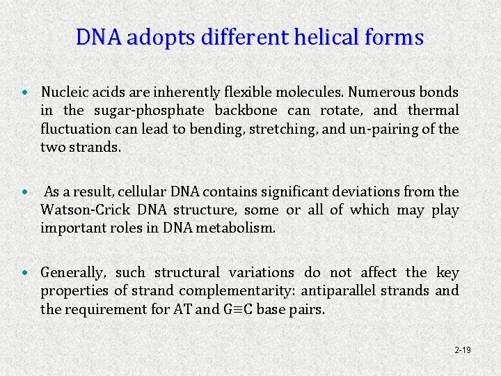 DNA adopts different helical forms • Nucleic acids are inherently flexible molecules. Numerous bonds