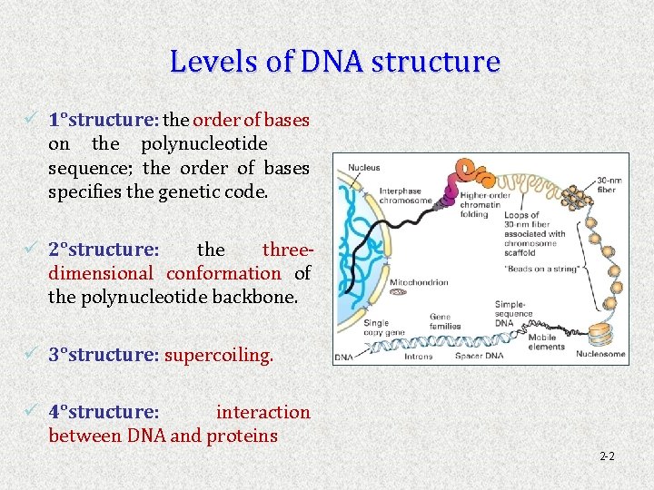 Levels of DNA structure ü 1°structure: the order of bases on the polynucleotide sequence;