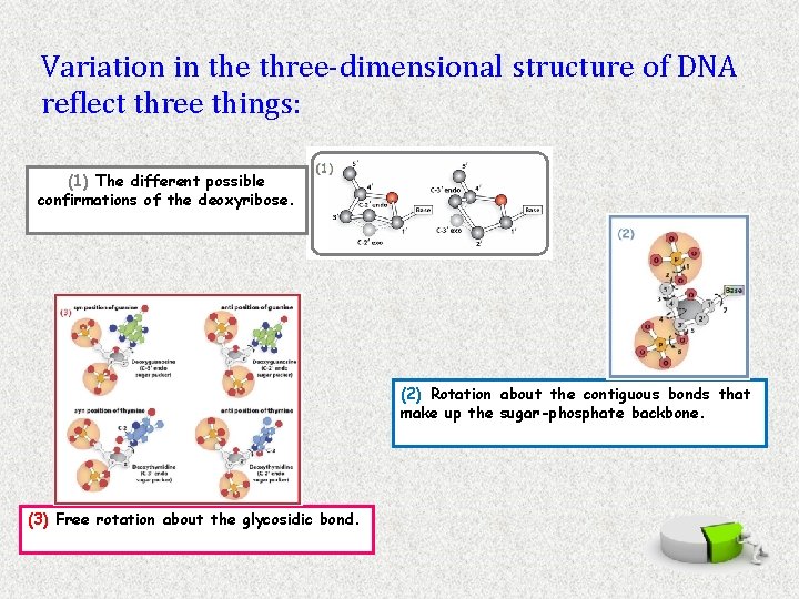 Variation in the three-dimensional structure of DNA reflect three things: (1) The different possible