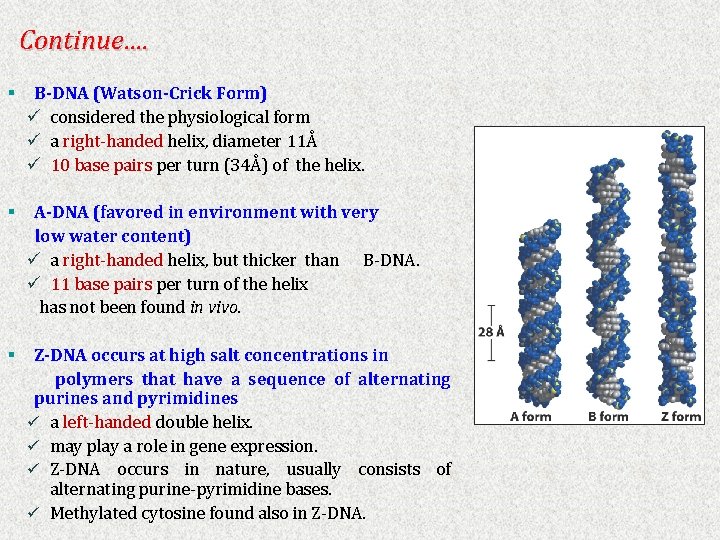 Continue…. § B-DNA (Watson-Crick Form) ü considered the physiological form ü a right-handed helix,