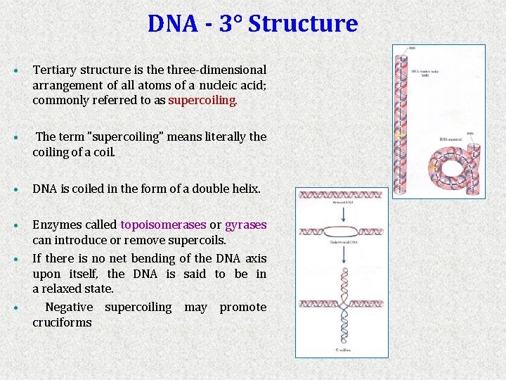 DNA - 3° Structure • Tertiary structure is the three-dimensional arrangement of all atoms