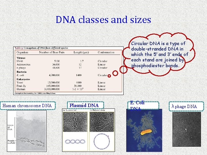 DNA classes and sizes Circular DNA is a type of double-stranded DNA in which