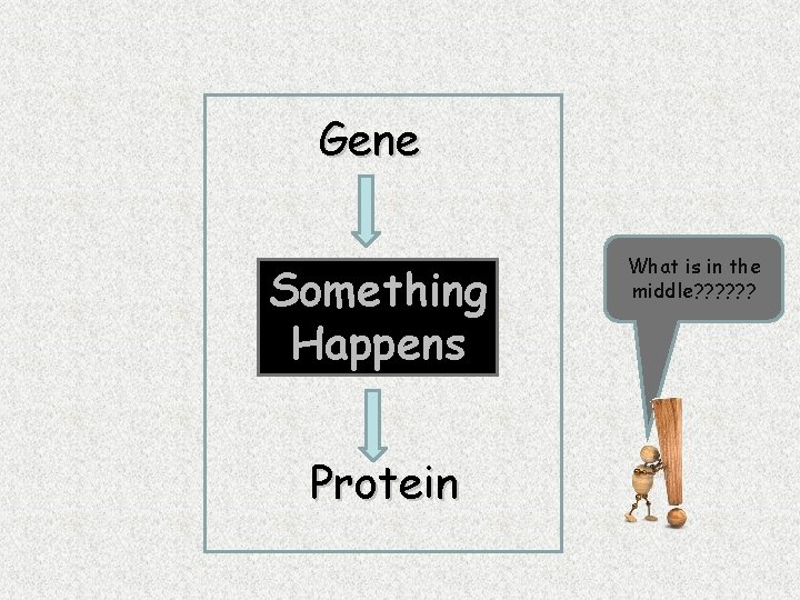Gene Something Happens Protein What is in the middle? ? ? 