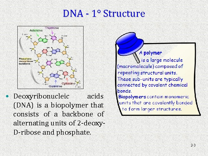 DNA - 1° Structure • Deoxyribonucleic acids (DNA) is a biopolymer that consists of