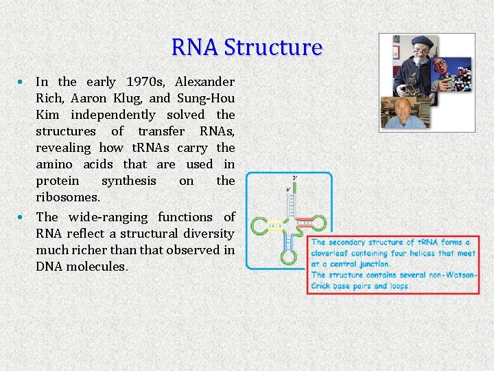 RNA Structure • In the early 1970 s, Alexander Rich, Aaron Klug, and Sung-Hou
