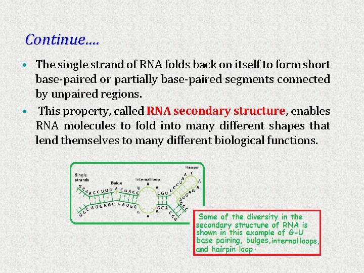 Continue…. • The single strand of RNA folds back on itself to form short