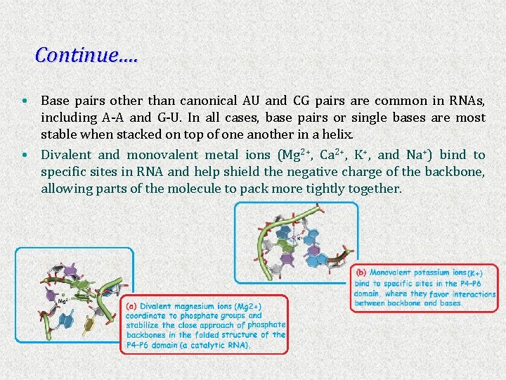 Continue…. • Base pairs other than canonical AU and CG pairs are common in