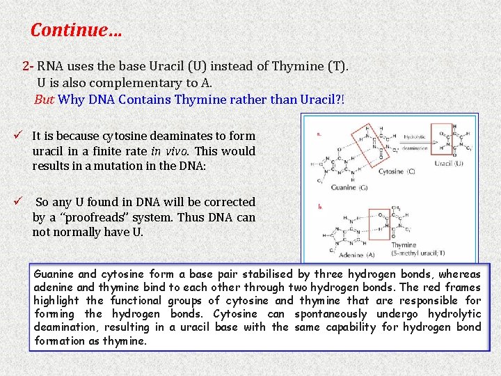 Continue… 2 - RNA uses the base Uracil (U) instead of Thymine (T). U