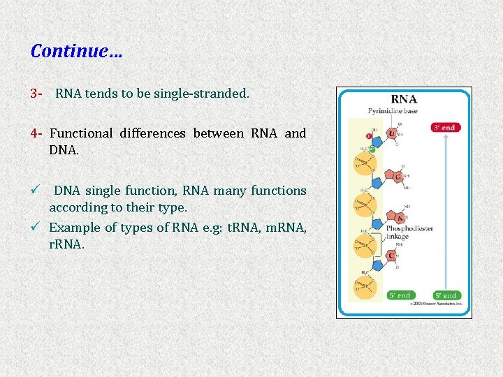 Continue… 3 - RNA tends to be single-stranded. 4 - Functional differences between RNA