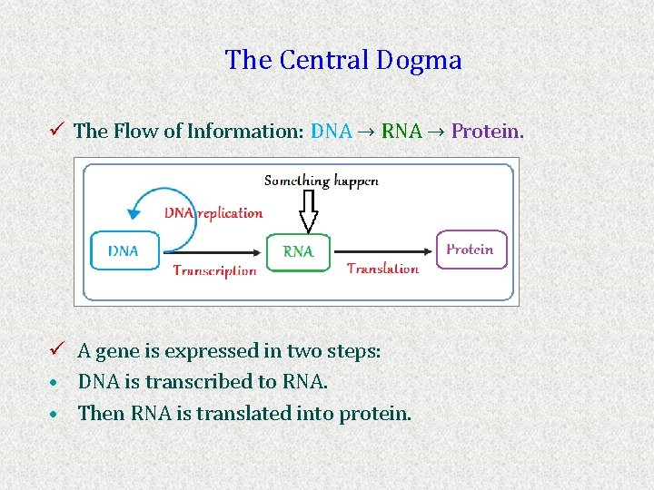The Central Dogma ü The Flow of Information: DNA → RNA → Protein. ü