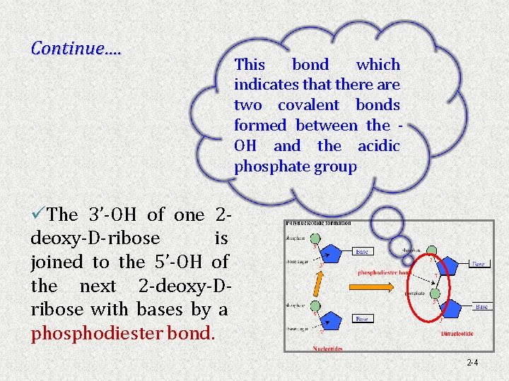 Continue…. This bond which indicates that there are two covalent bonds formed between the