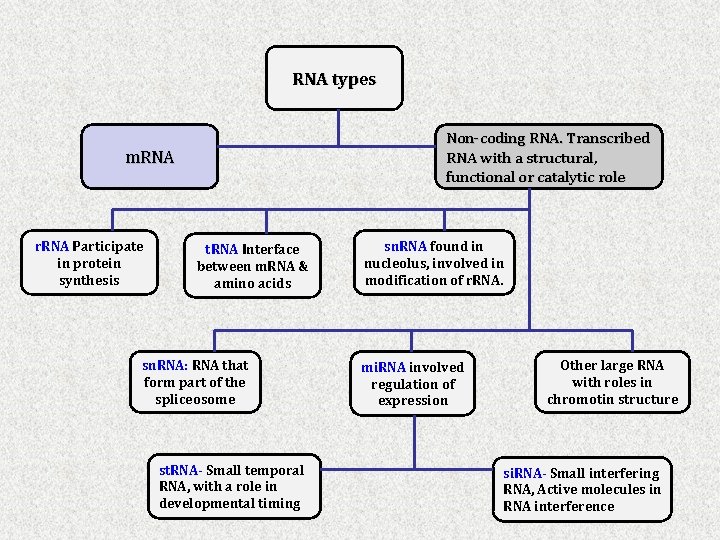 RNA types Non-coding RNA. Transcribed RNA with a structural, functional or catalytic role m.