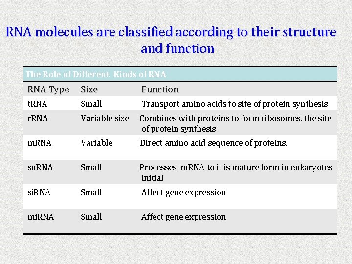 RNA molecules are classified according to their structure and function The Role of Different