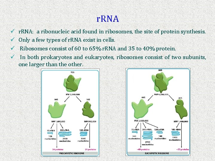 r. RNA ü ü r. RNA: a ribonucleic acid found in ribosomes, the site