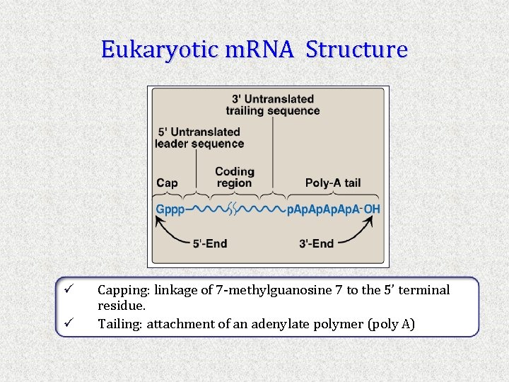 Eukaryotic m. RNA Structure ü ü Capping: linkage of 7 -methylguanosine 7 to the
