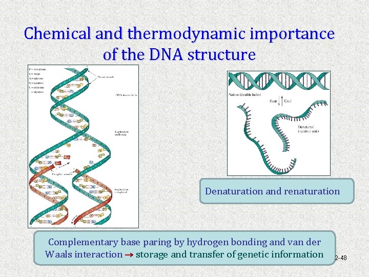 Chemical and thermodynamic importance of the DNA structure Denaturation and renaturation Complementary base paring