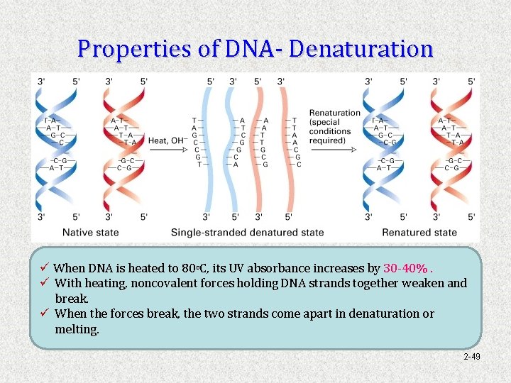 Properties of DNA- Denaturation ü When DNA is heated to 80 OC, its UV