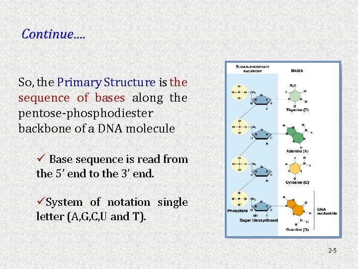 Continue…. So, the Primary Structure is the is sequence of bases along the pentose-phosphodiester