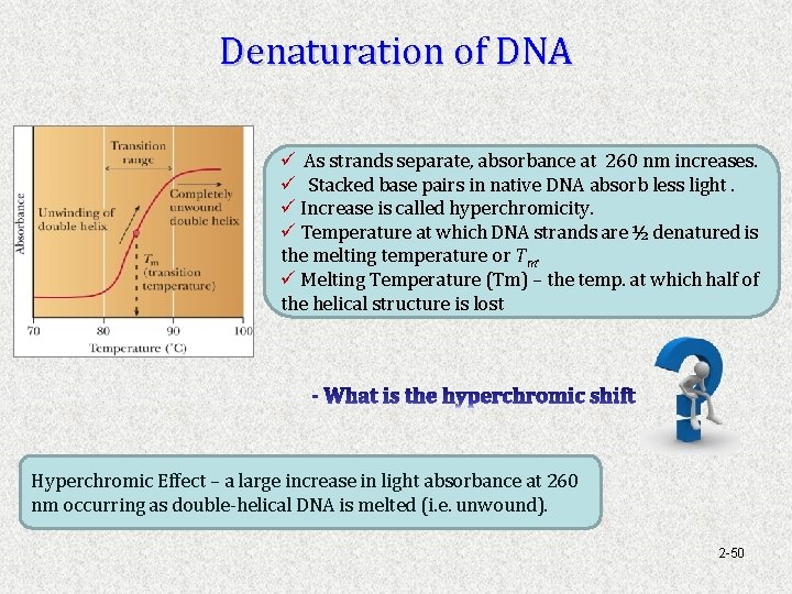 Denaturation of DNA ü As strands separate, absorbance at 260 nm increases. ü Stacked