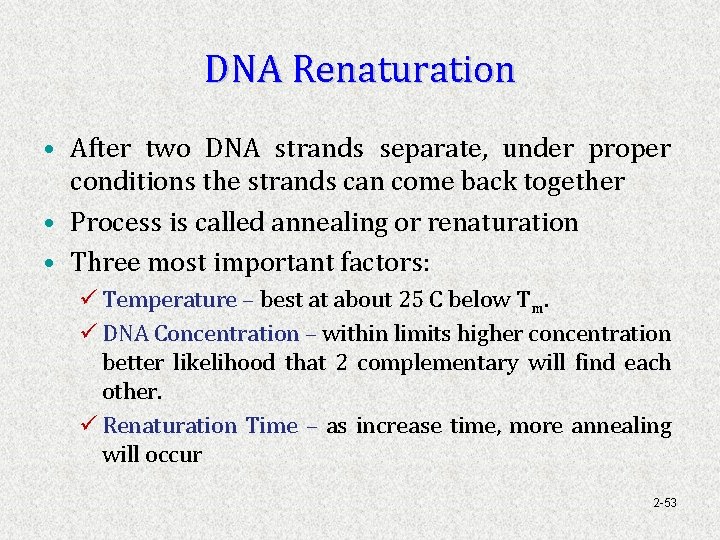 DNA Renaturation • After two DNA strands separate, under proper conditions the strands can