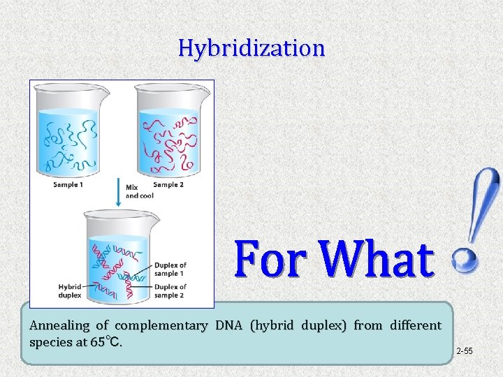 Hybridization Annealing of complementary DNA (hybrid duplex) from different species at 65℃. 2 -55