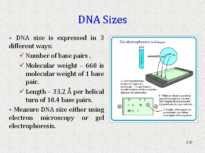 DNA Sizes • DNA size is expressed in 3 different ways: ü Number of